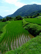 Rice Grown in Rice Terraces
